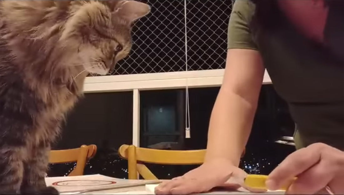 "I work with my hands." - Thaís Suizo